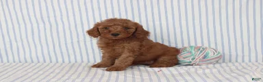 Marley
