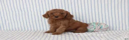 Mini Goldendoodle dogs for sale: Marley - Ad 1