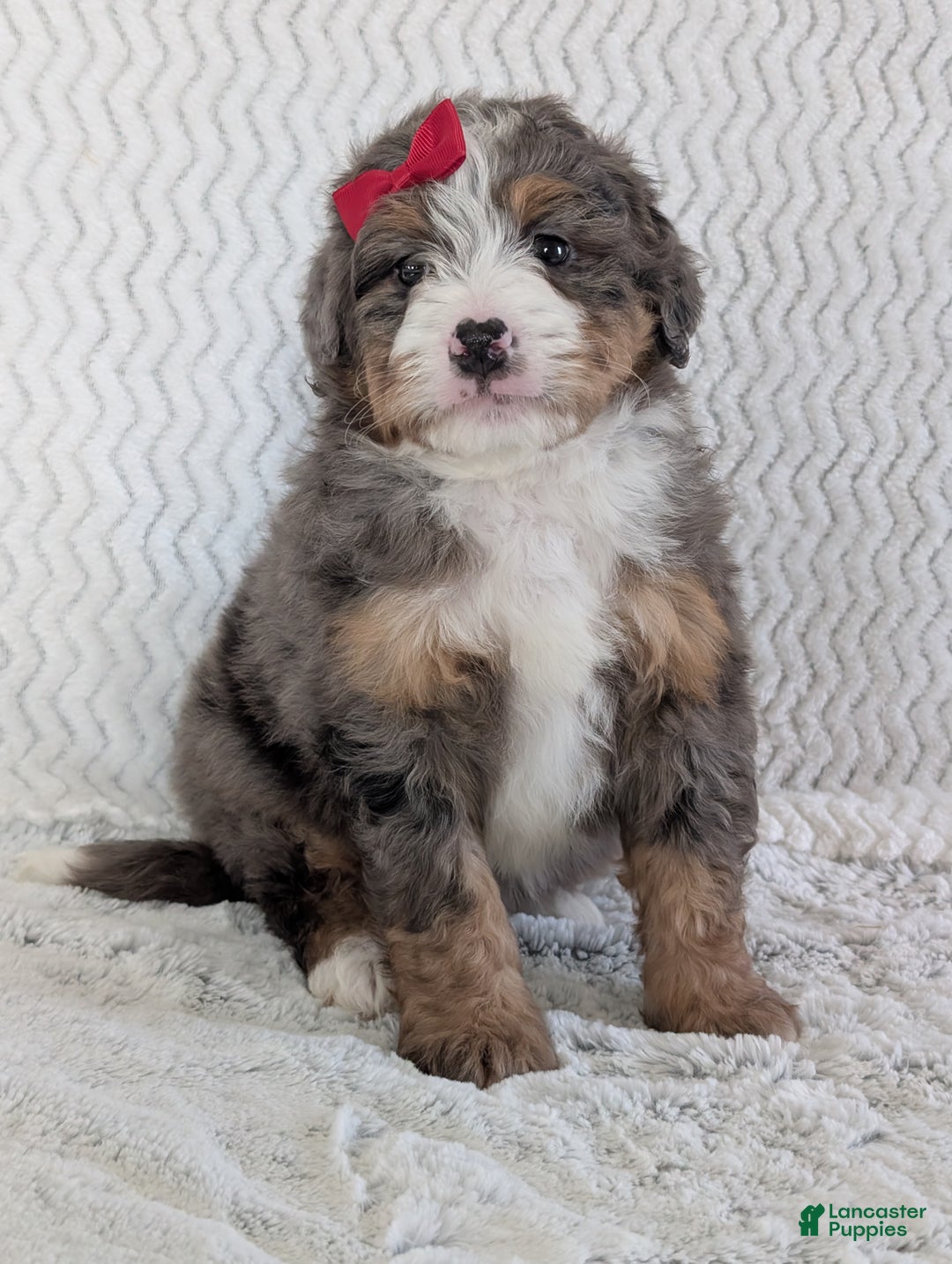 Mini Bernedoodle dogs for sale: Mini Wyatt  - Ad 7