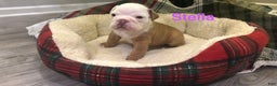 English Bulldog dogs for sale: Stella - Ad 1
