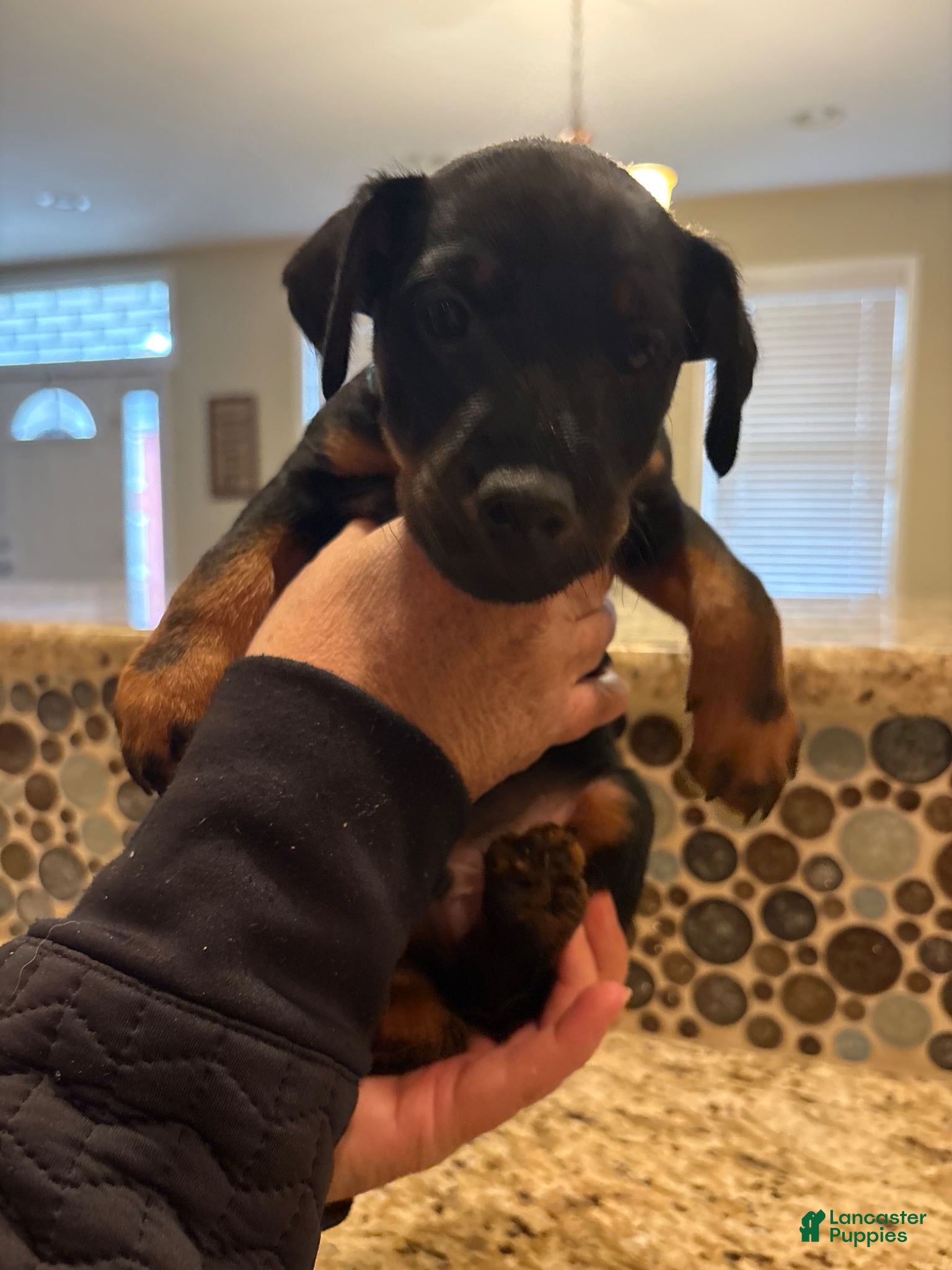 Mixed Breed dogs 8 week Jagdterrier - Ad 16