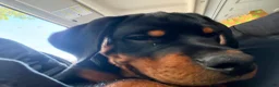 Rottweiler dogs for sale: Rottweiler 1 - Ad 6