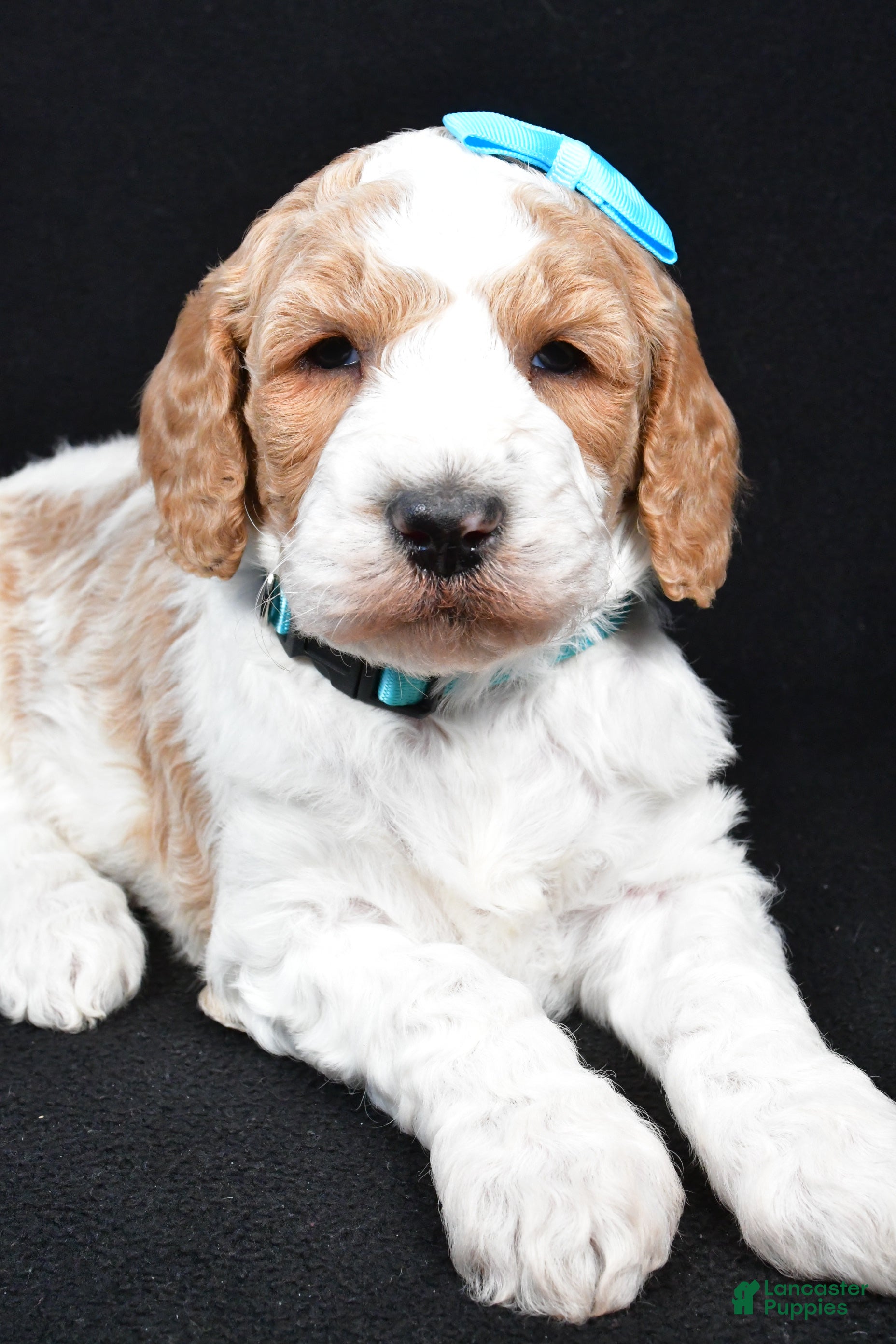 Standard Poodle dogs Franklin - Ad 39