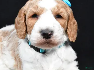 Standard Poodle dogs Franklin - Ad 39