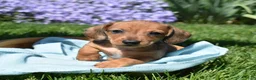 Miniature Dachshund dogs for sale: Slinky - Ad 1