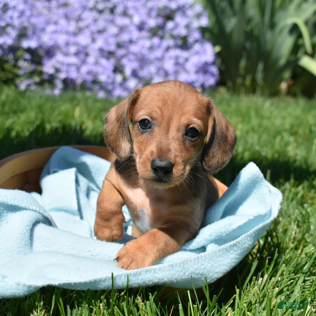 Miniature Dachshund dogs for sale: Slinky - Ad 1