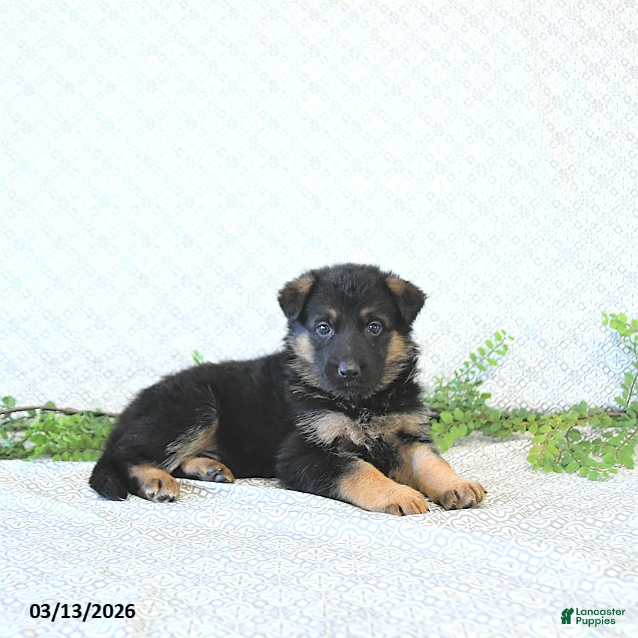 German Shepherd dogs Holly - Ad 1