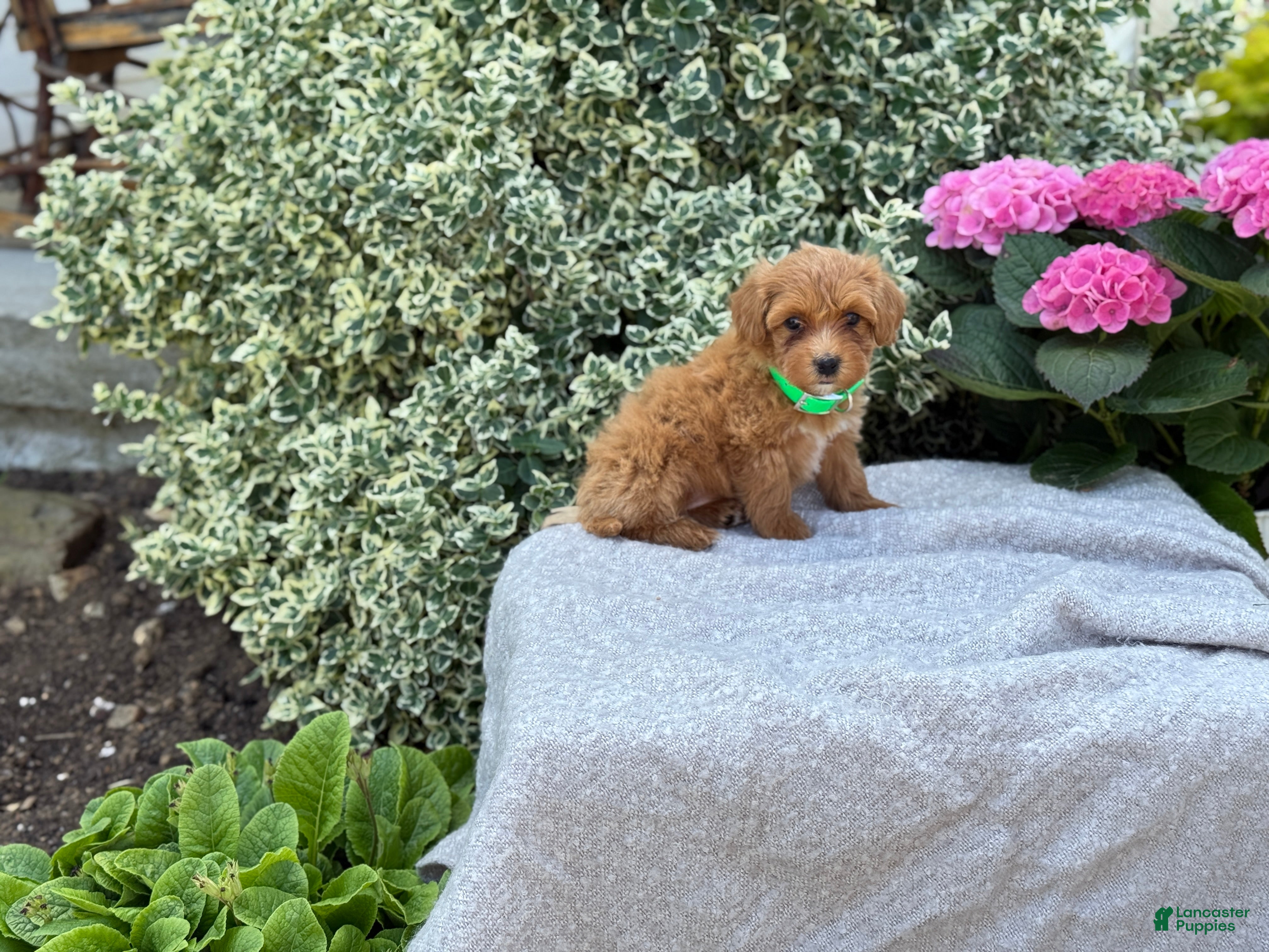 Toy Poodle dogs Pixie - Ad 2
