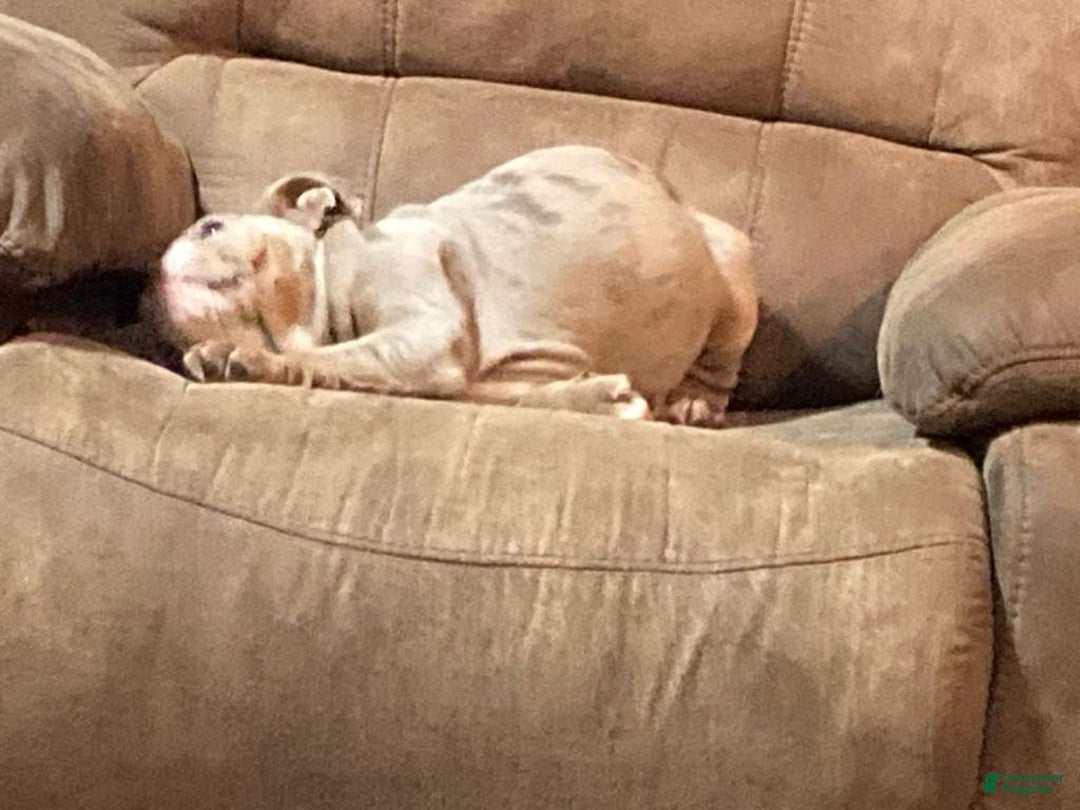 English Bulldog dogs for sale: Petunia - Ad 4