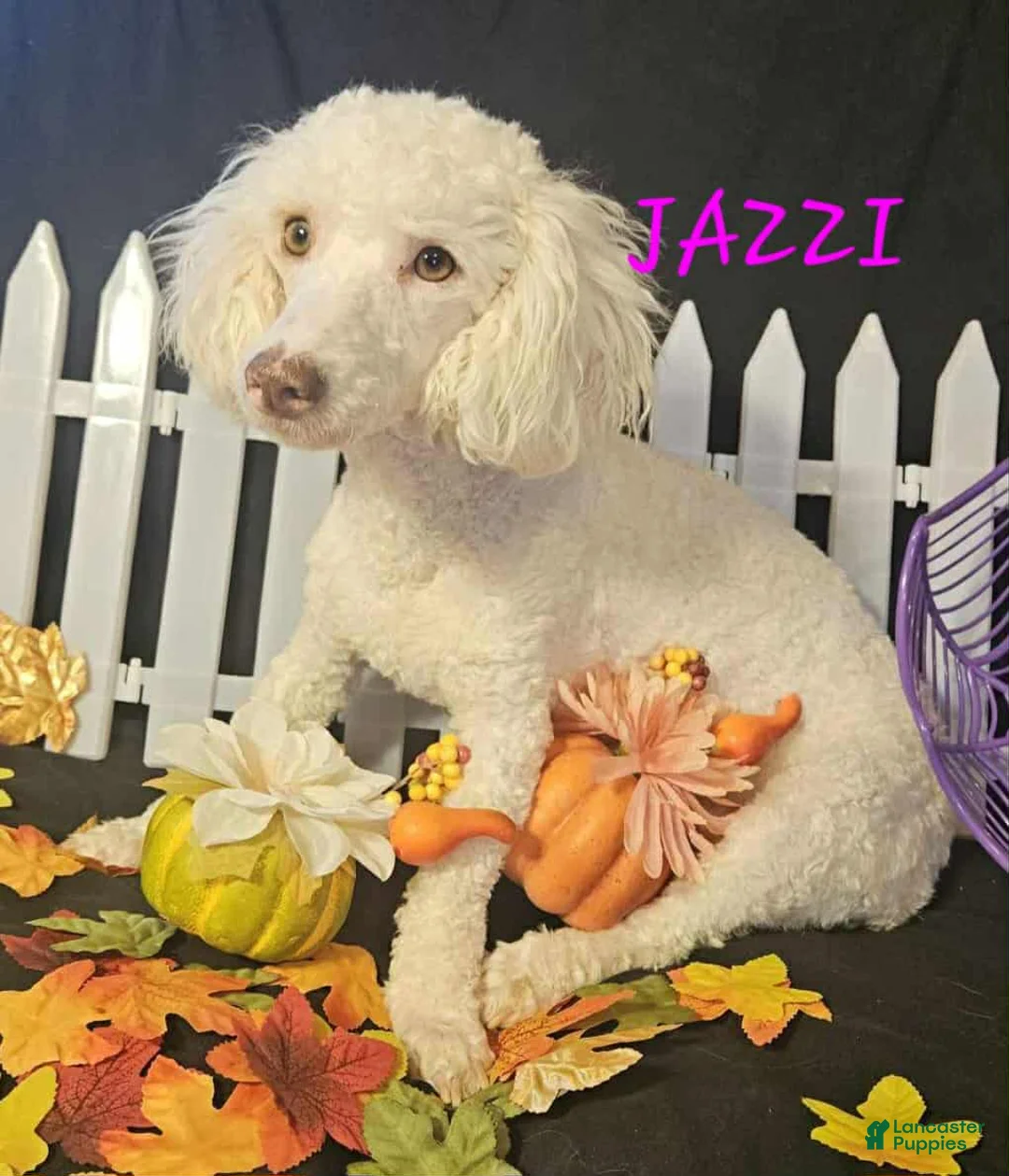 Miniature Poodle dogs for sale: Miniature Poodle Puppy 2 - Ad 6