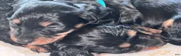 Miniature Dachshund dogs for sale: Jesse - Ad 2