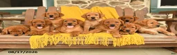 Labrador Retriever dogs for sale: Fawn - Ad 5
