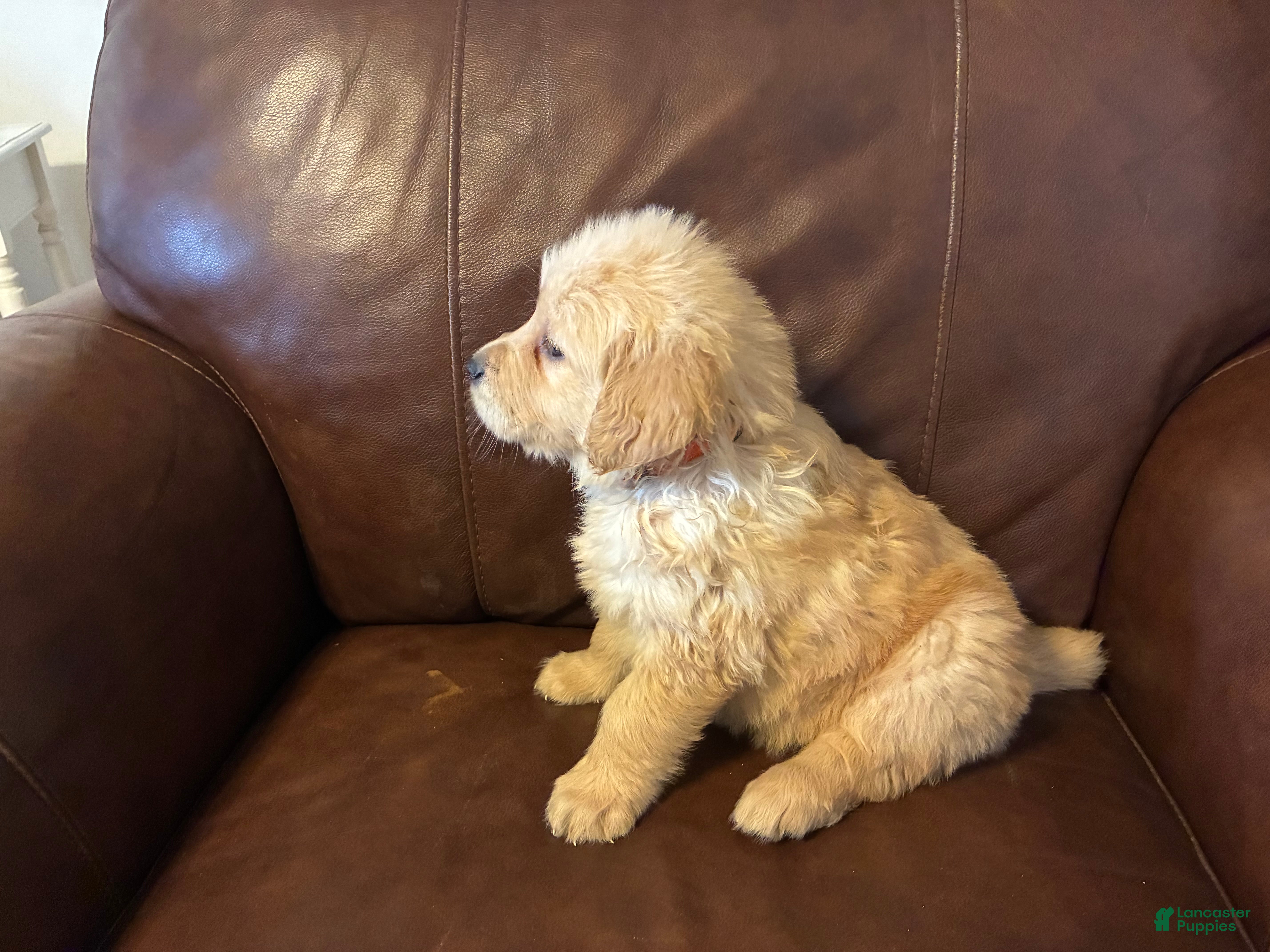 Golden Retriever dogs Aries - Ad 2