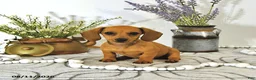 Miniature Dachshund dogs for sale: Amber - Ad 4