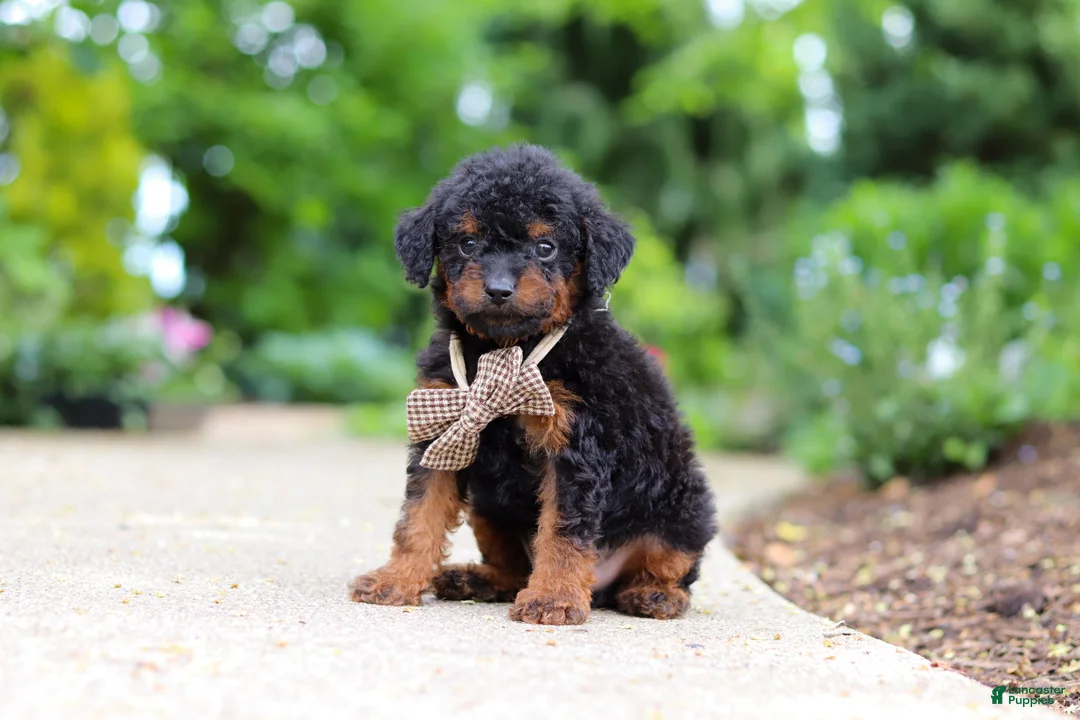 Cavapoo dogs for sale: Ash - Ad 1