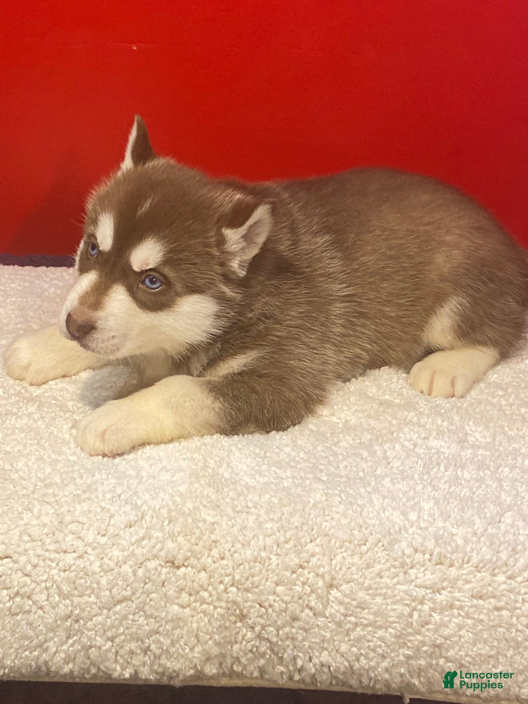 Siberian Husky dogs for sale: Oscar - Ad 14