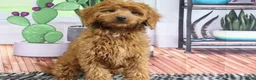 Mini Goldendoodle dogs for sale: April - Ad 5