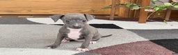Italian Greyhound dogs for sale: Kk - Ad 8