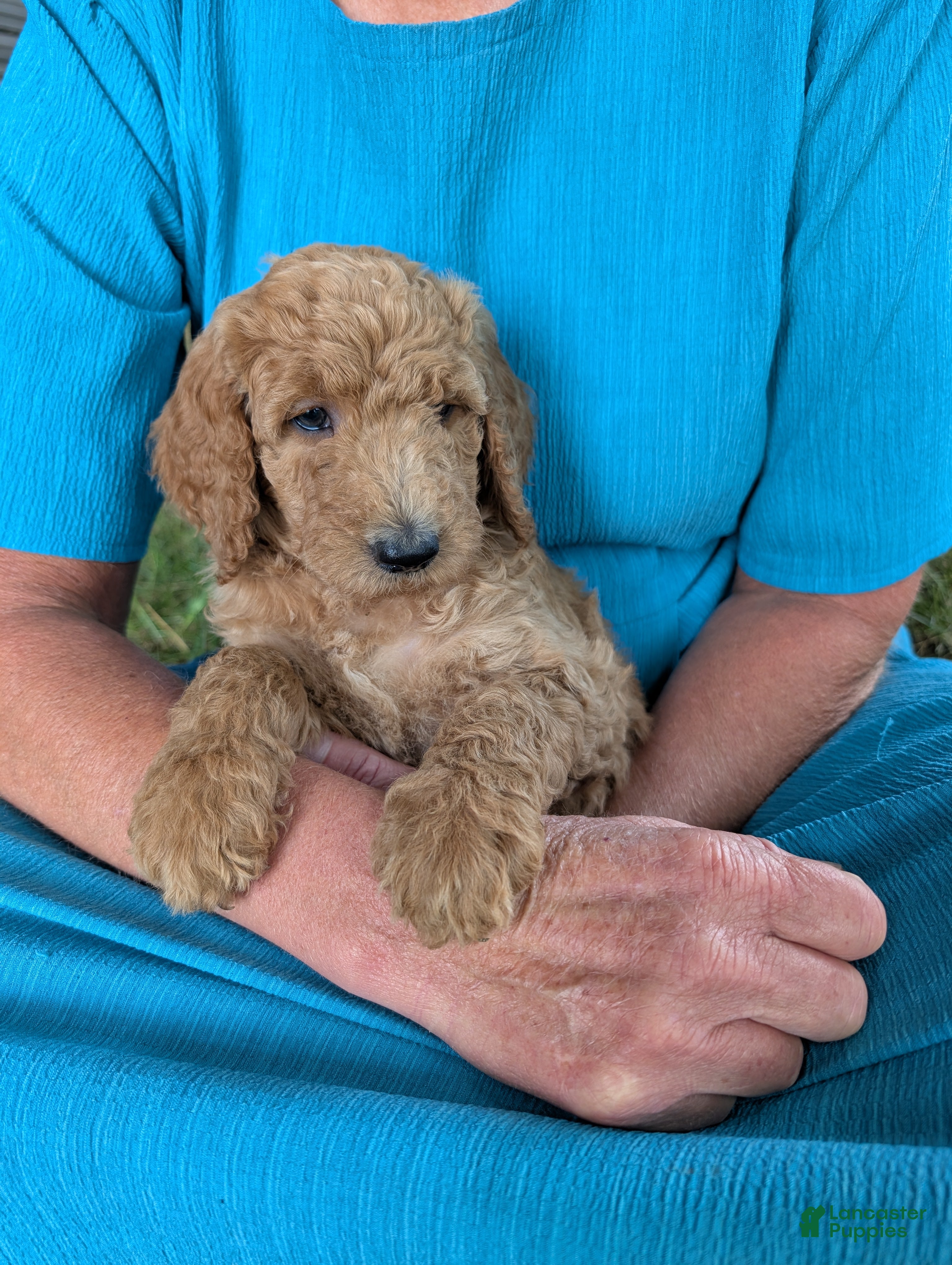 Goldendoodle dogs Sara - Ad 1