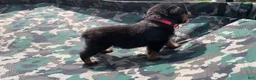Rottweiler dogs for sale: Hot Pink Female - Ad 3