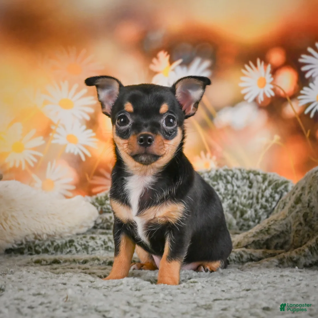 Chihuahua dogs for sale: Darla - Ad 1