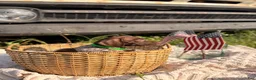 German Shorthaired Pointer dogs for sale: Darby - Ad 4