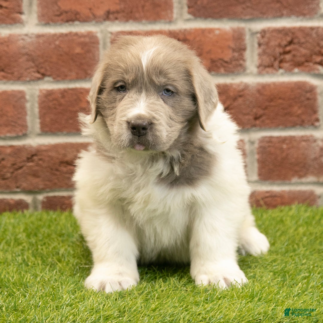 Newfoundland dogs for sale: Dexter - Ad 4