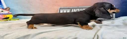 Miniature Dachshund dogs for sale: AKC import smooth - Ad 5