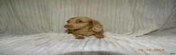 Miniature Dachshund dogs for sale: lola - Ad 3