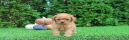 Toy Poodle dogs for sale: Faye - Ad 5