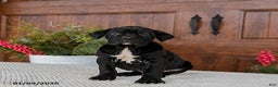 Cane Corso dogs for sale: Toffee - Ad 4
