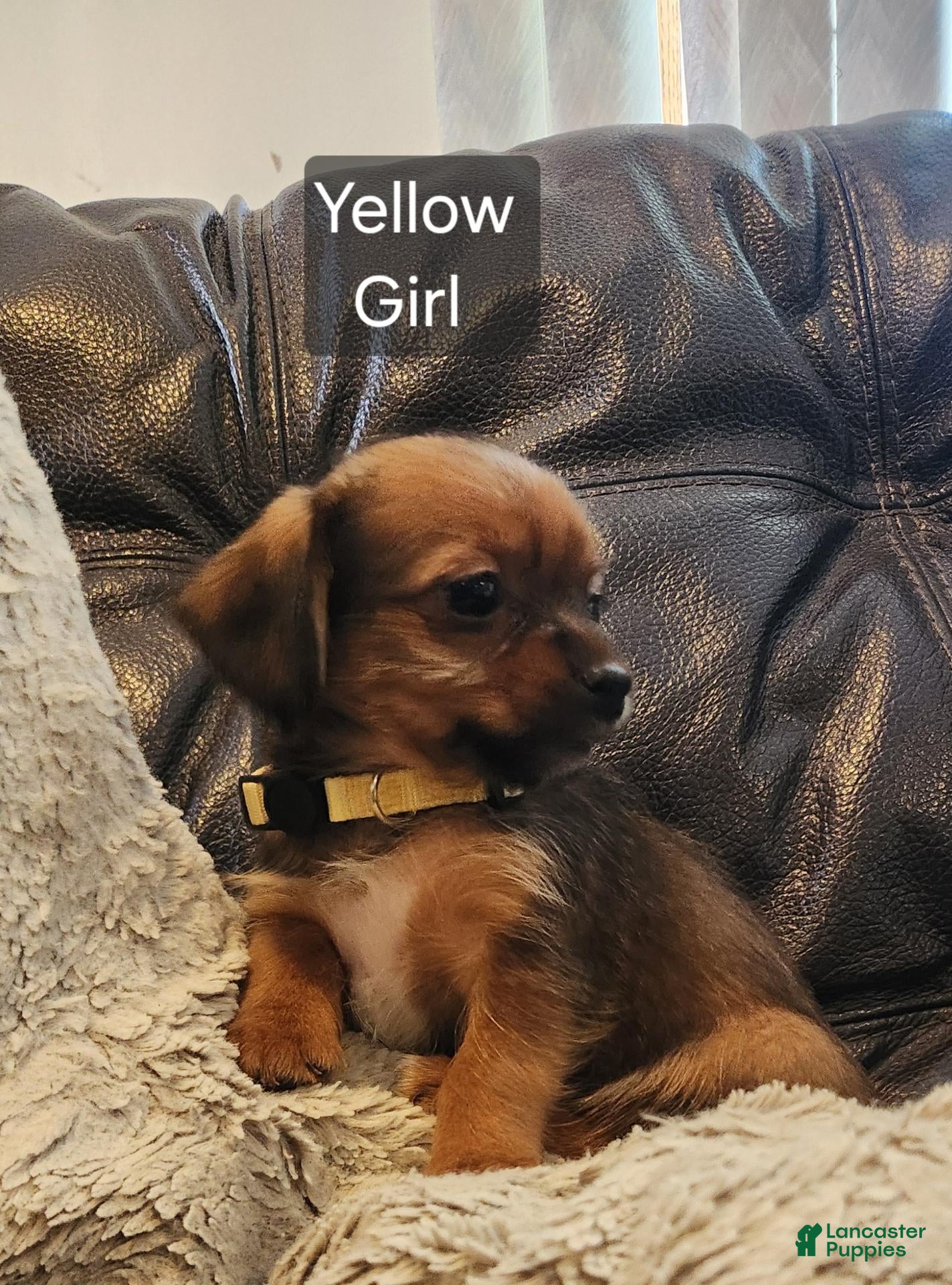 Shorkie dogs for sale: Shorkie 5 - Ad 2