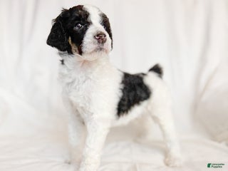 Standard Poodle dogs Oscar AKC - Ad 37