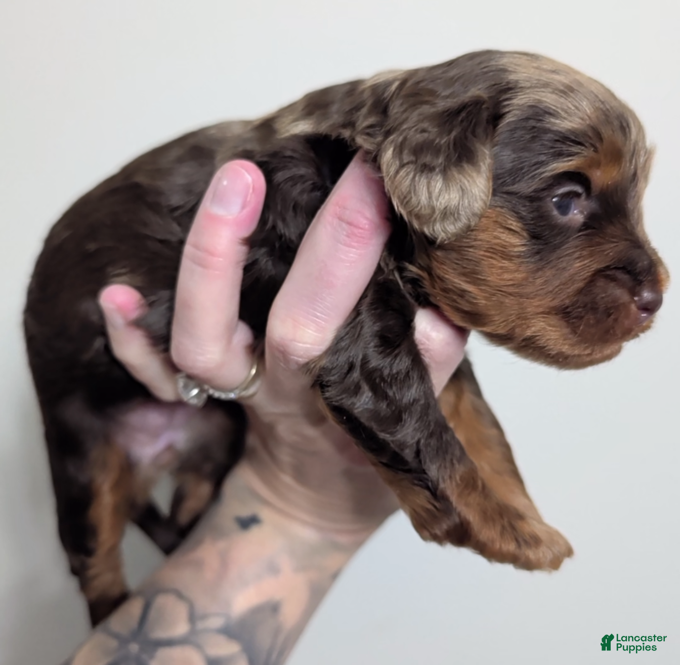 Miniature Poodle dogs Cammie - Ad 2