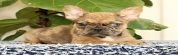 French Bulldog dogs for sale: Barbi - Ad 5
