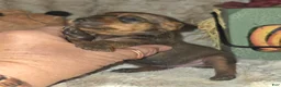 Miniature Pinscher dogs for sale: Gus - Ad 2