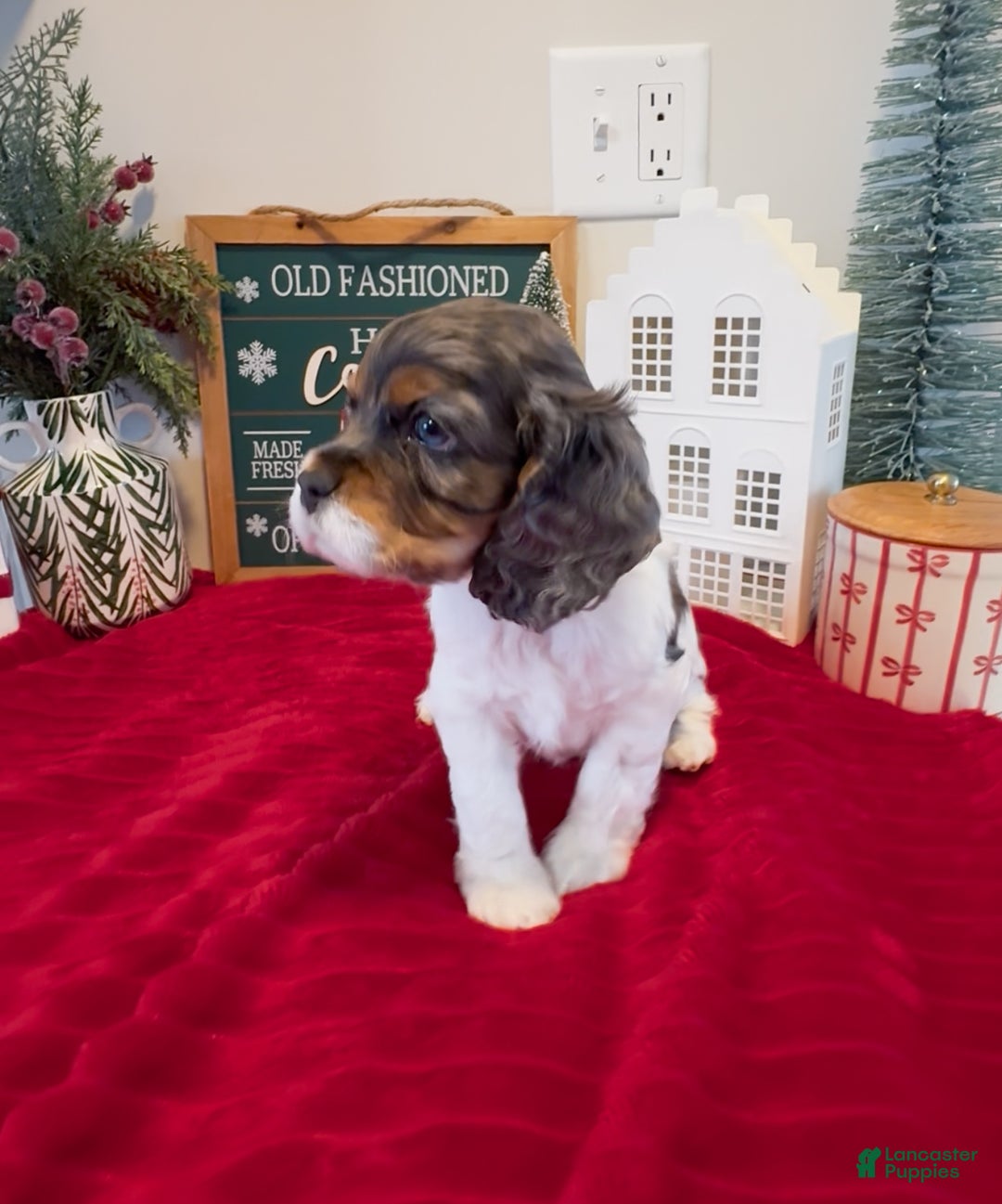 Cocker Spaniel dogs for sale: Knox - Ad 4