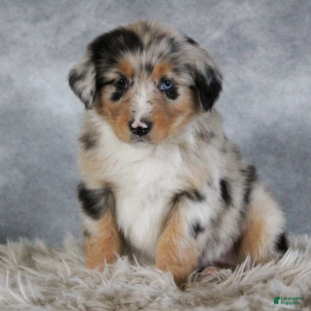 Australian Shepherd dogs for sale: Taylor - Ad 1