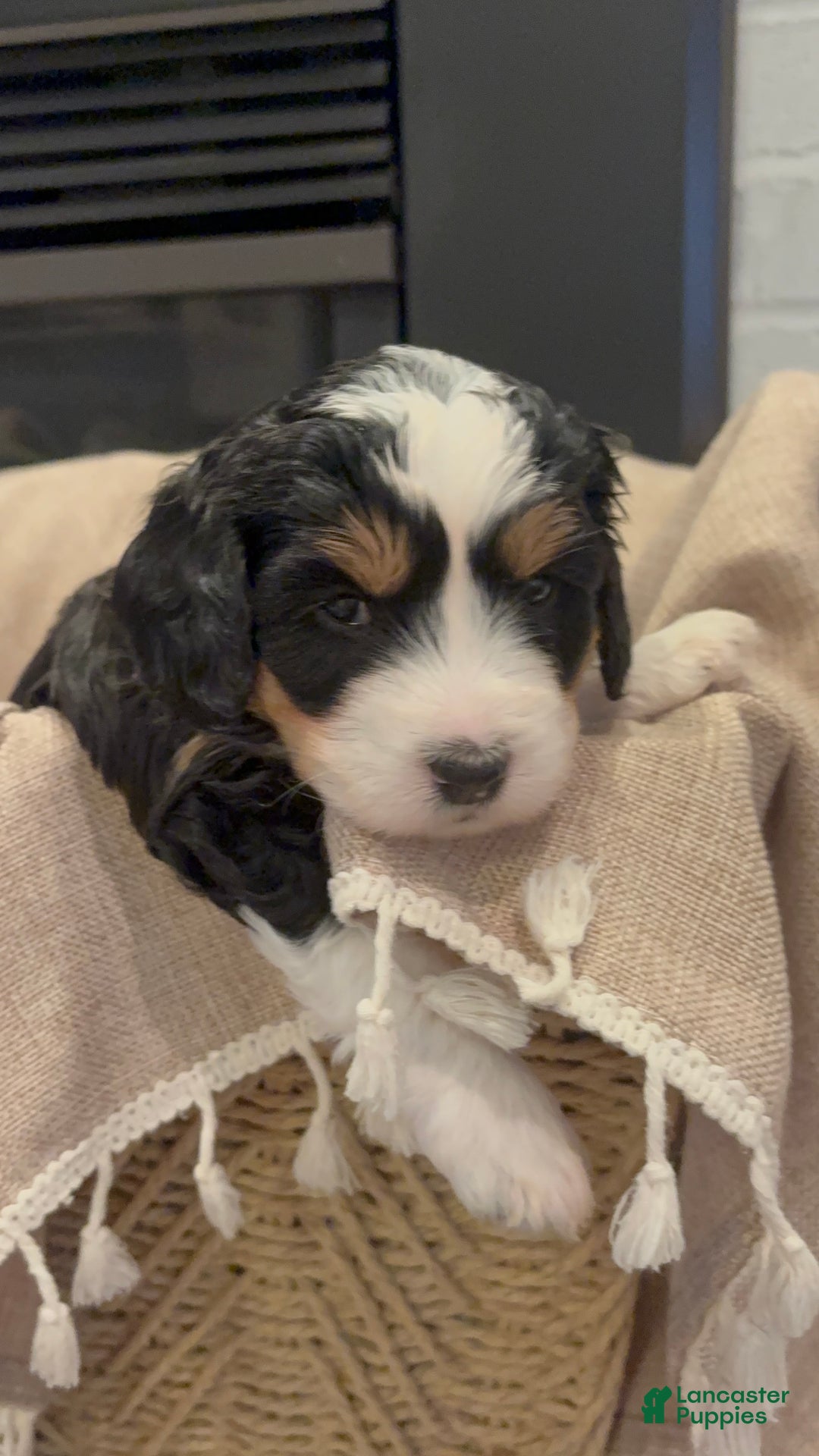 Mini Bernedoodle dogs for sale: Willow - Ad 1