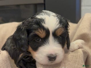 Mini Bernedoodle dogs Willow - Ad 33