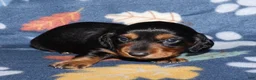 Miniature Dachshund dogs for sale: Flossy’s male - Ad 5