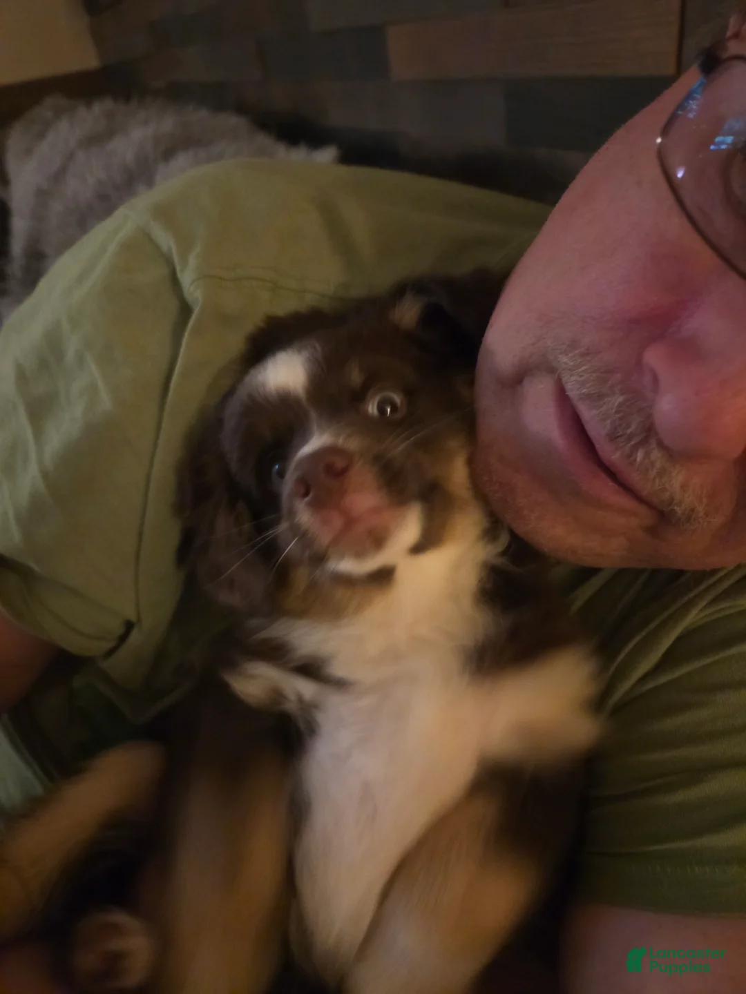Miniature Australian Shepherd dogs for sale: Miniature Australian Shepherd 1 - Ad 1
