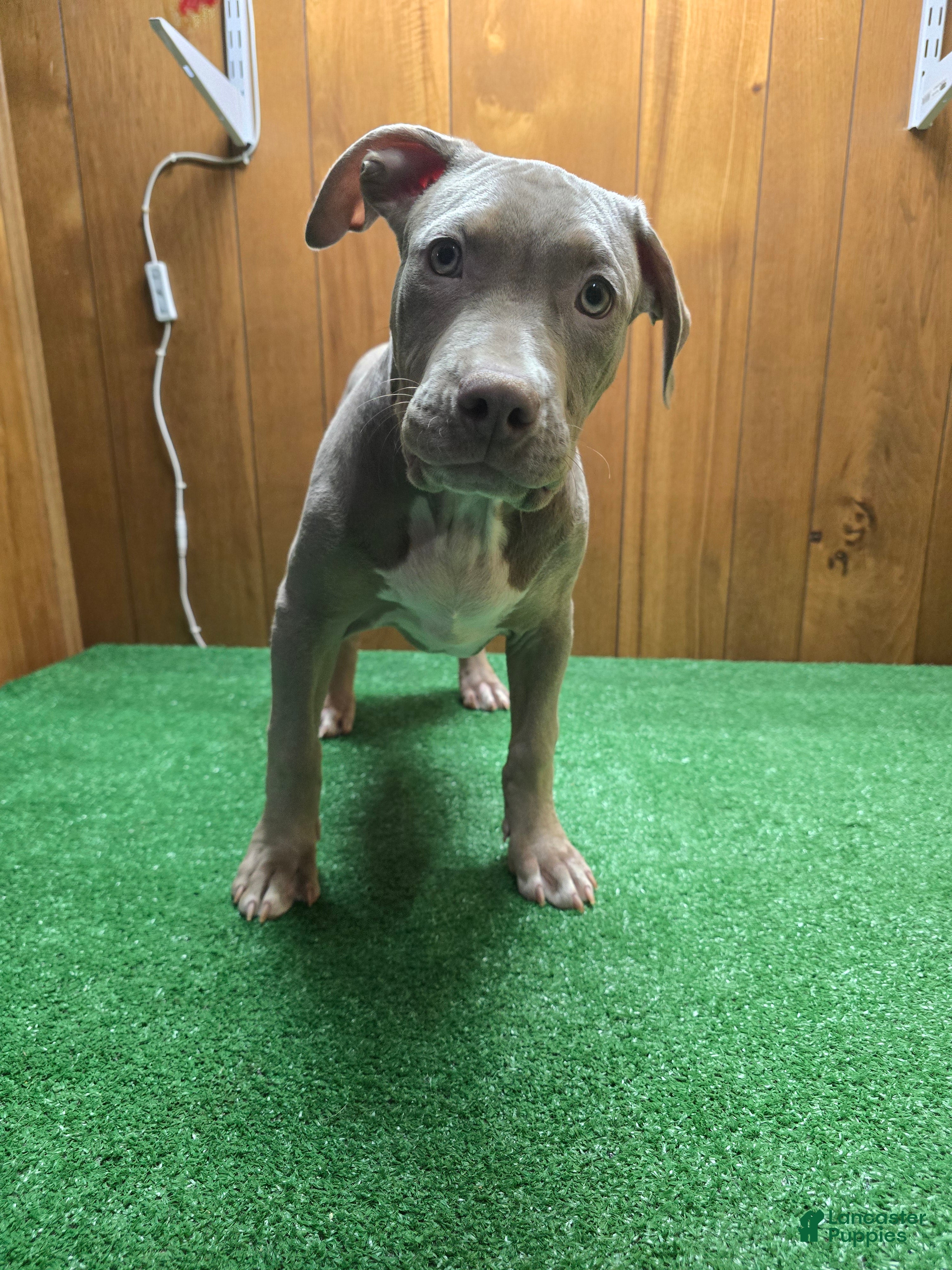 American Bully dogs Tank - Ad 26