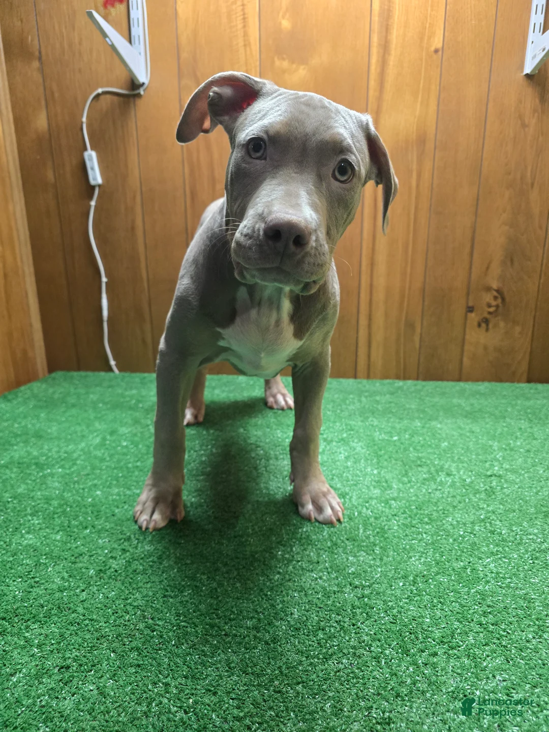 American Bully dogs for sale: Tank - Ad 1