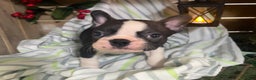 Boston Terrier dogs for sale: Ricky - Ad 3