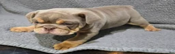 English Bulldog dogs for sale: Dick - Ad 5