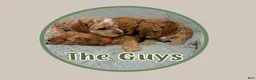 Cavapoo dogs for sale: Tex  - Ad 3