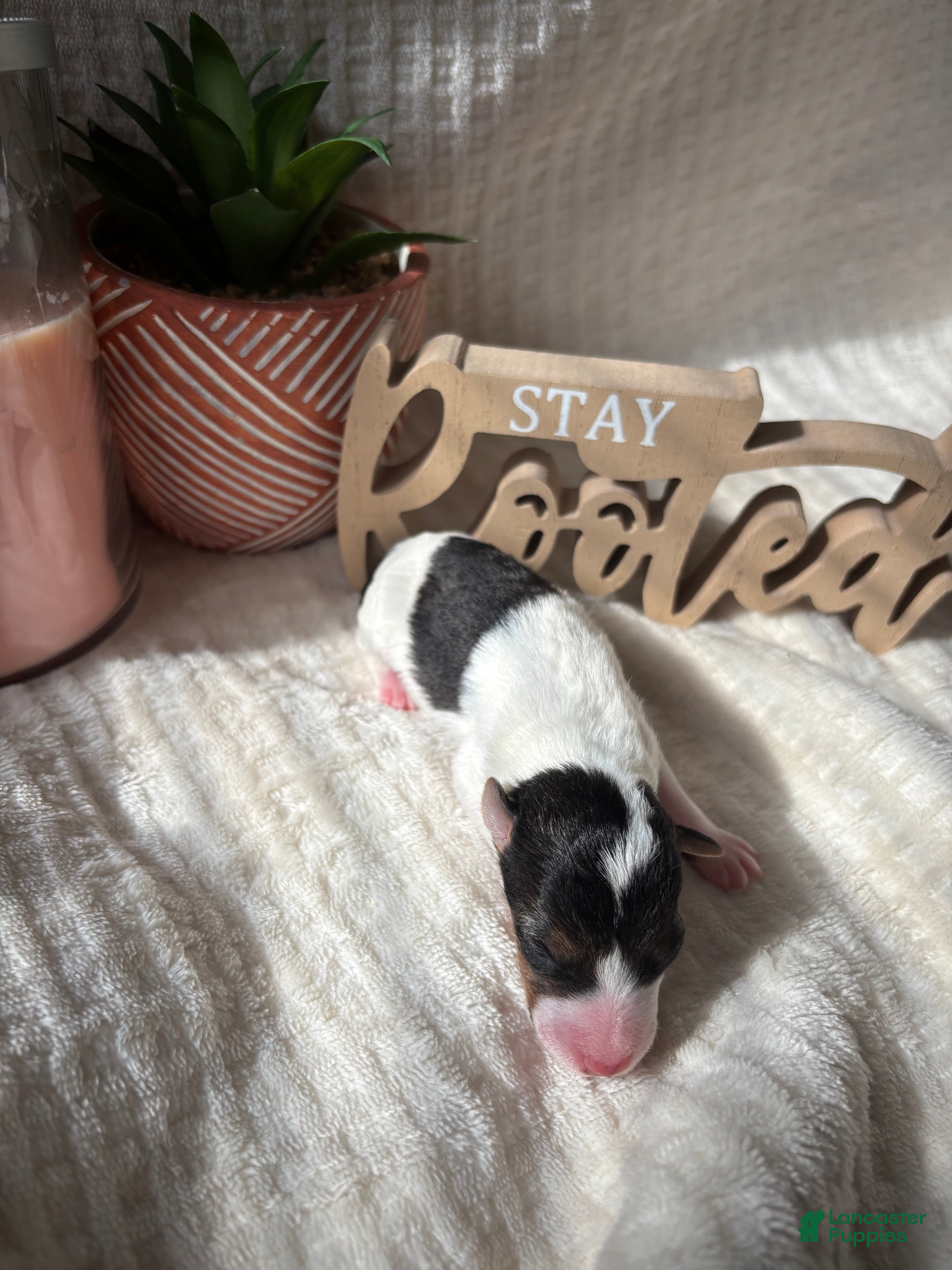Wire Fox Terrier dogs Wire Fox Terrier 4 - Ad 7