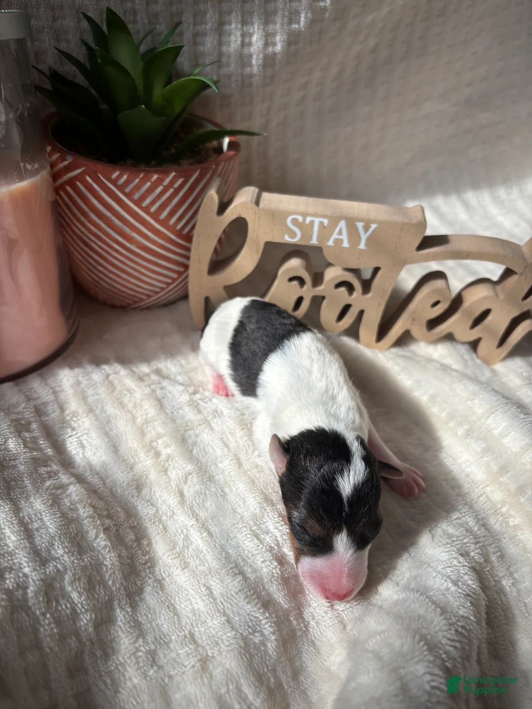 Wire Fox Terrier dogs for sale: Wire Fox Terrier 4 - Ad 1