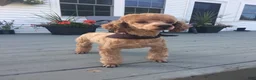 Mini Goldendoodle dogs for sale: Cassia  - Ad 9